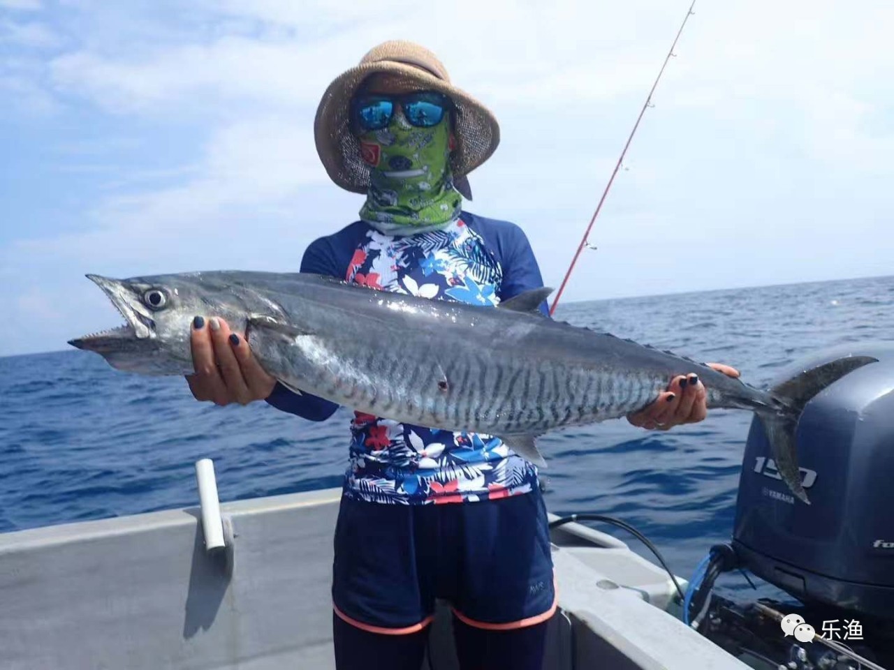 活饵海钓马鲛鱼,从此爆护不是梦!