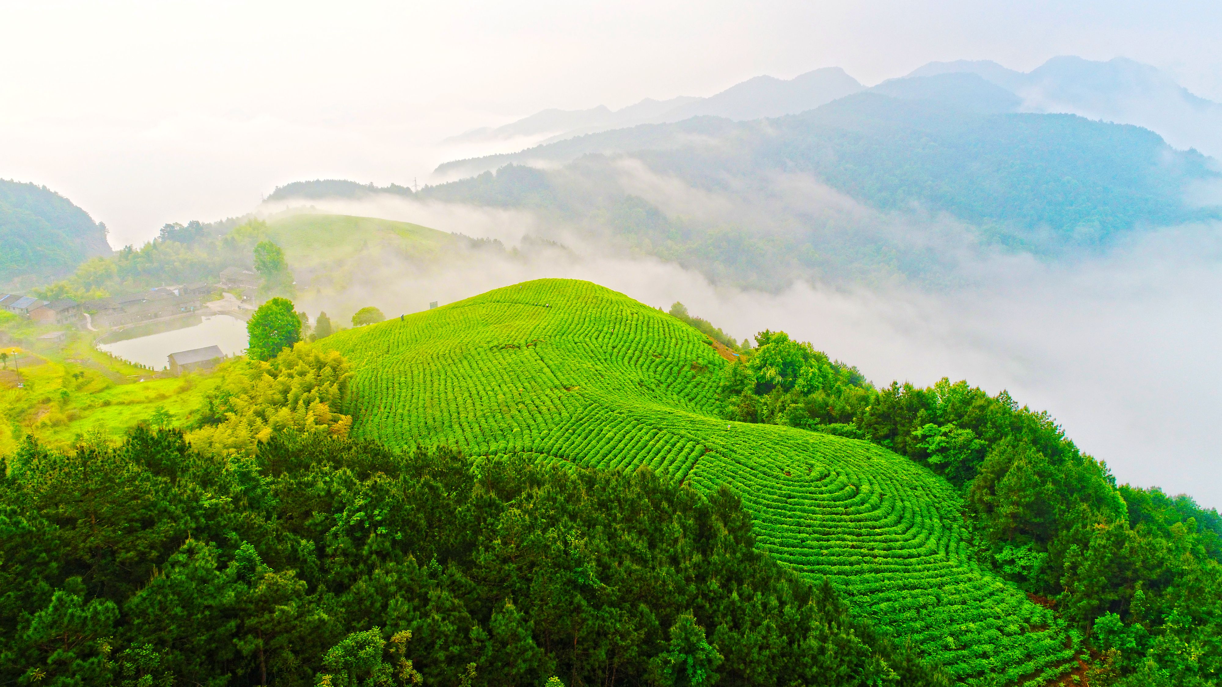 浙江仙居:生态茶园美如画 青山焕然变金山