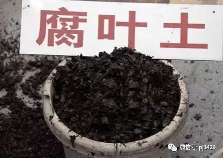 腐叶土的制作方法,太简单了!