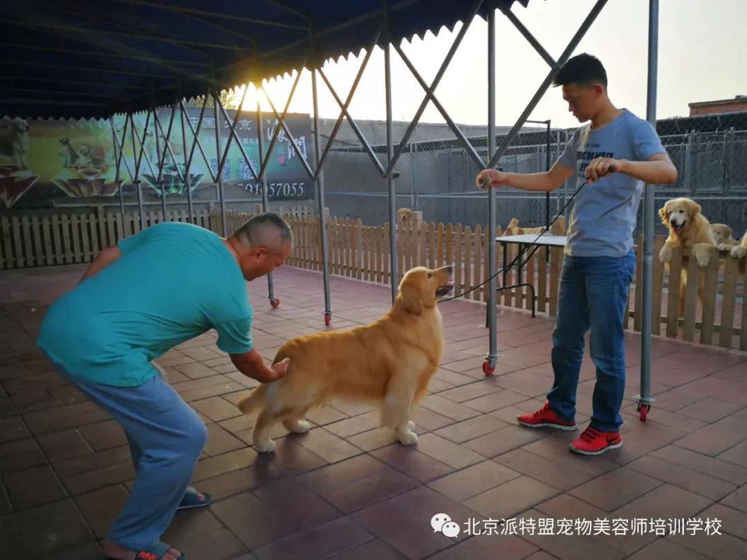 海润金毛犬舍参观与学习