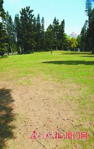 草地被踩塌,植被裸露,土壤硬化等南洋杉草坪出现了"损伤"加上几个假期