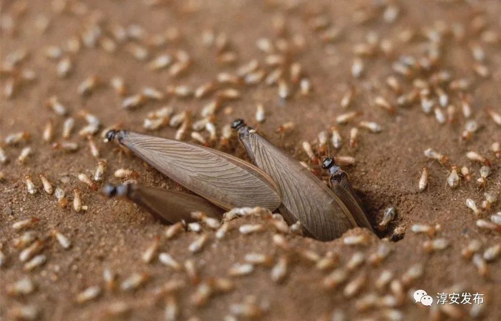 这些"蠢蠢欲动"的可怕生物正是白蚁,它们会把你家当作它们的家,吃