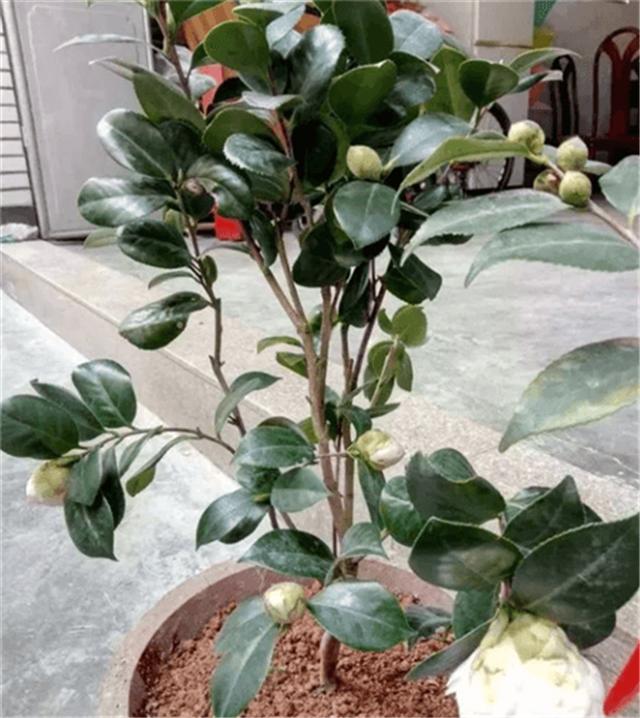 3棵茶花这样养茶花又粗又壮开花让您数不清