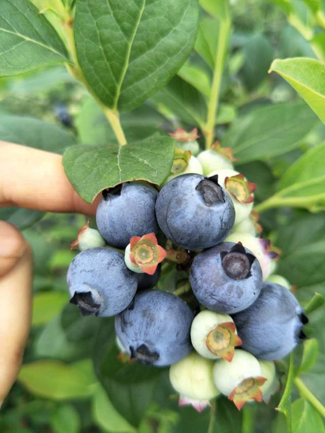 蓝莓全面开摘诸暨这个基地的超级大味道好