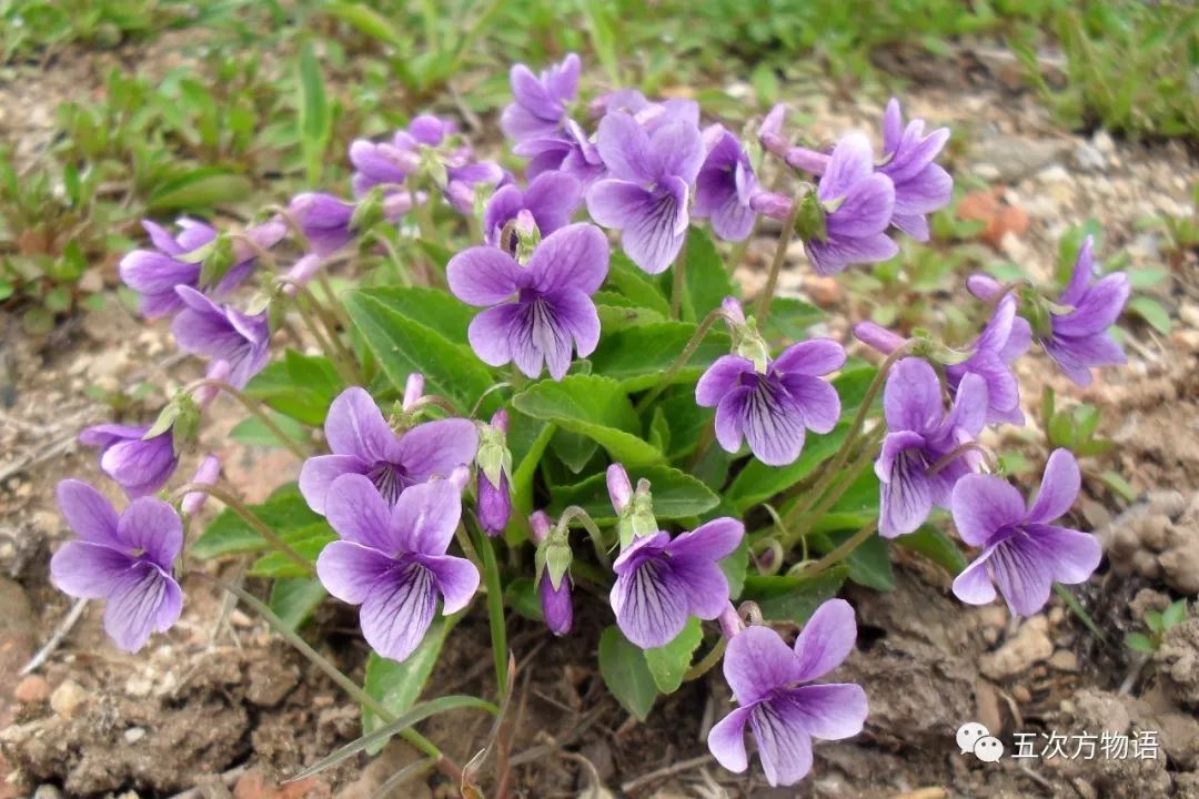 为什么紫花地丁只开一次花却常年结果