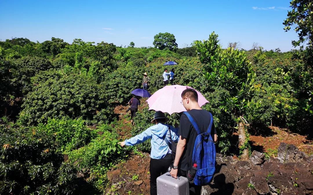 海口火山荔枝妃子笑红啦!这周六跟着我们一起去采摘!