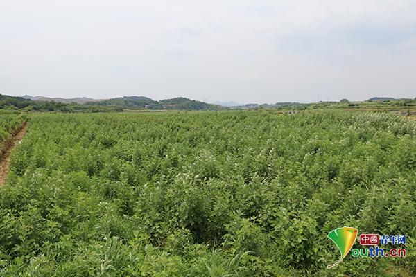 黄冈市蕲春县红门楼蕲艾种植基地,全村蕲艾连片种植面积已达6000多亩.