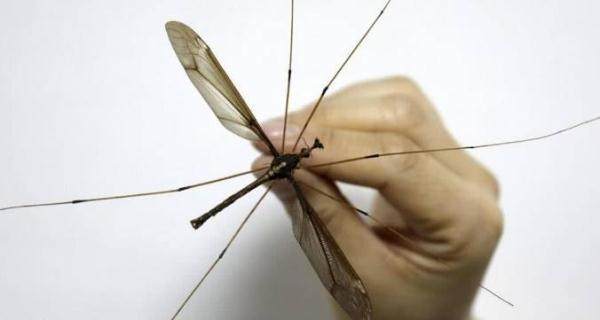 世界最大蚊子竟出现在我国这种大蚊子会咬人和传播疾病吗