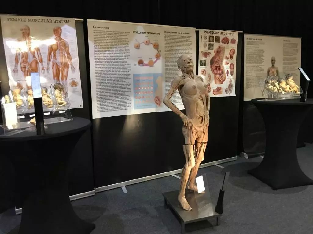 真实人体标本展览乌特勒支举办,往中国头上泼污水论者