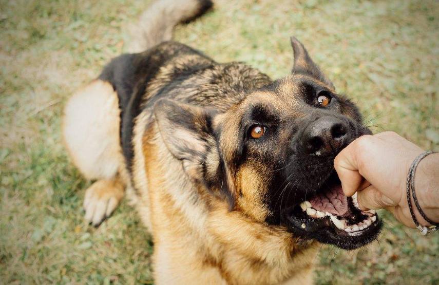 宠物虽然可爱,但是养狗也是有风险,恶犬伤人狗类管理需要完善