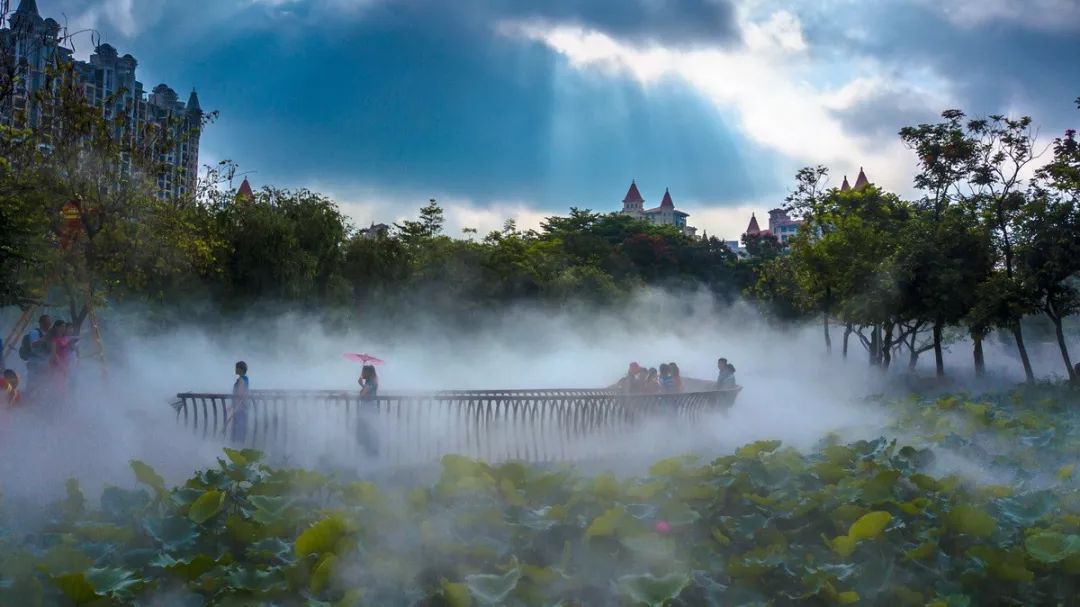 碧荷四环,"仙气"飘飘 !5月初夏,禅荷花岛美成这样!