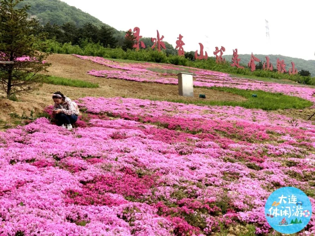 大连又一芝樱花海秘境曝光,景美人少还免费