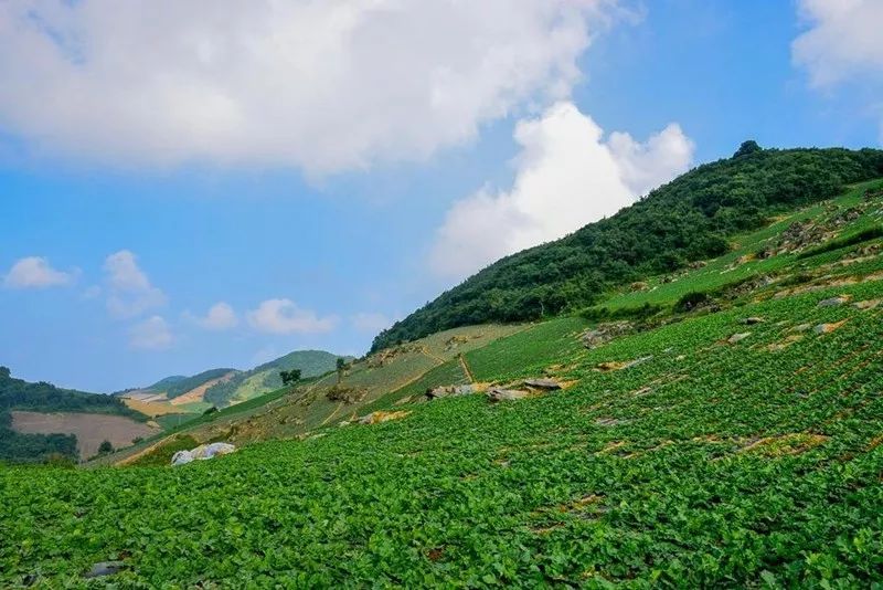 高山蔬菜富了千万家长阳大清江经济技术发展有限公司发展高山蔬菜产业