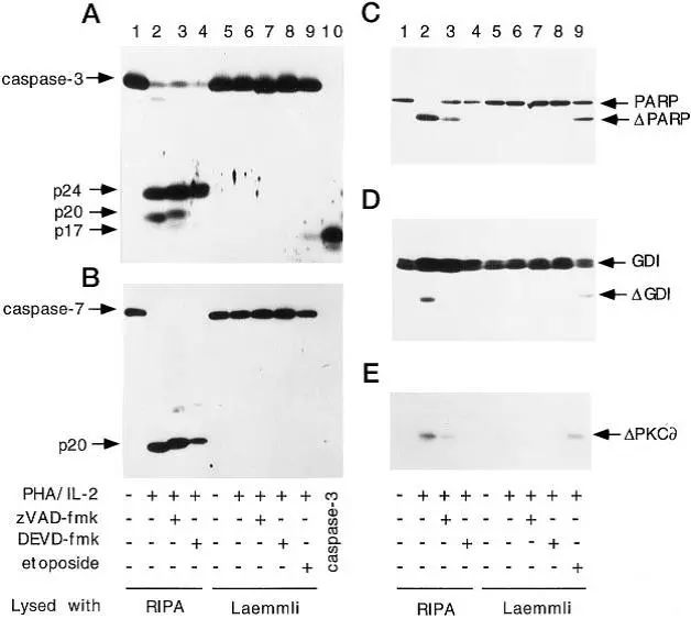 granzyme release and caspase activation in activated human t