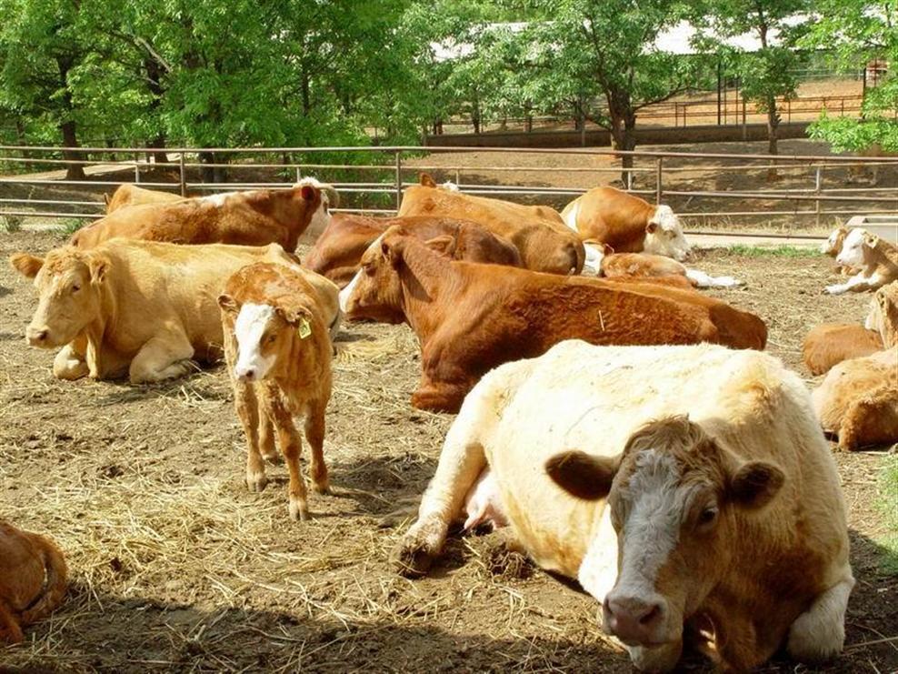夏天肉牛吃料减少,养牛户应如何应对?