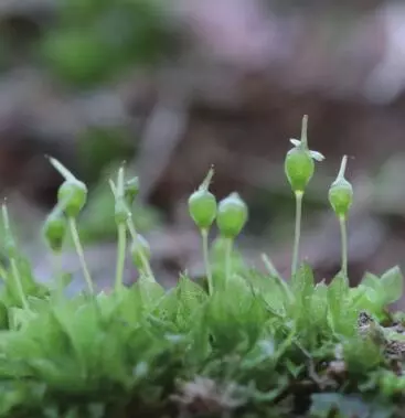 央视节目经典咏流传里吟诵的苔花是花吗