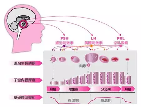 月经的形成是由下丘脑,垂体和卵巢三者生殖激素之间的相互作用来调节