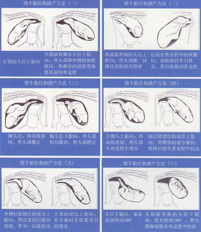 母牛的分娩和助产概述牛犊100成活率