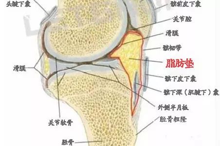 胫骨髁前上缘及髌韧带之间,位于髌韧带的深面,可以限制膝关节的过度