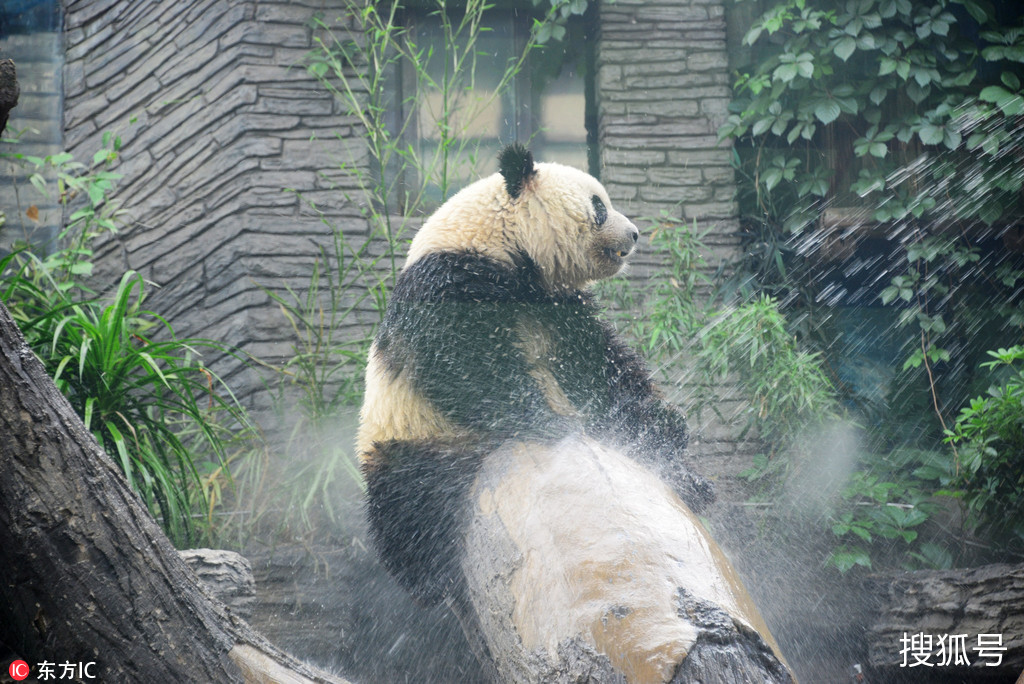 北京创今年入夏34℃高温天 大熊猫巧淋浴降温忙!