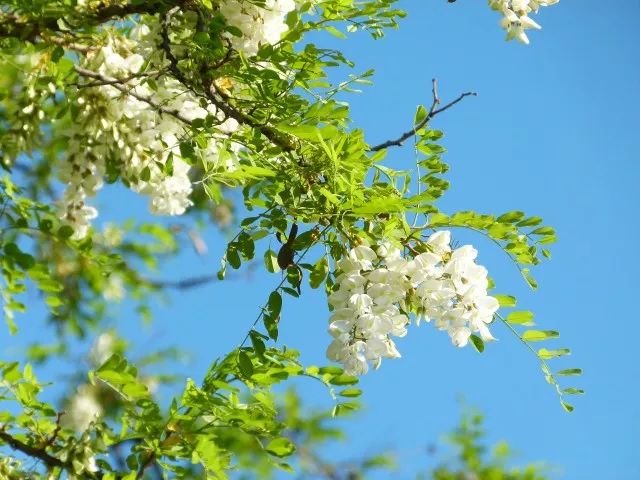 那槐花则是夏天的拥抱 和百年樱花一样,大连的槐花同样源远流长 成为