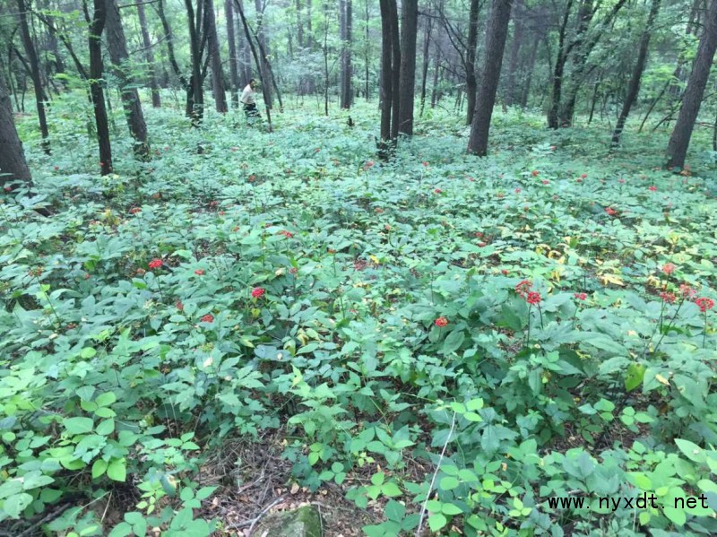 农业栽培技术:人工林下栽培野山参