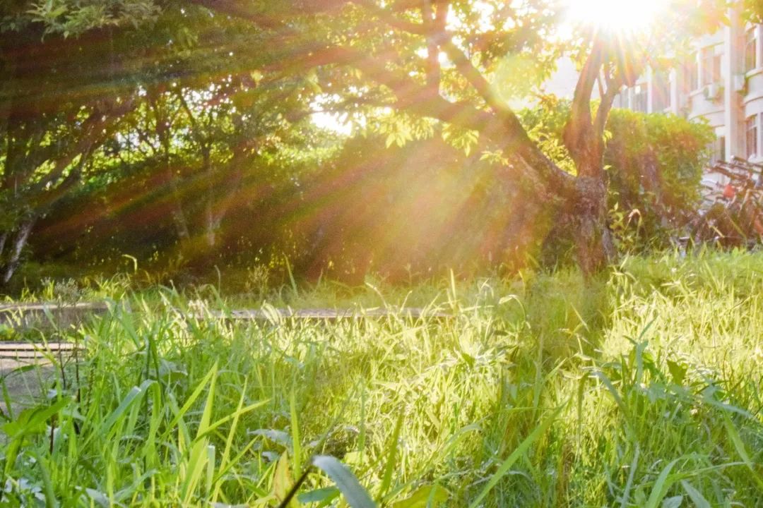 阳光夏日,遇见五月江南好时光