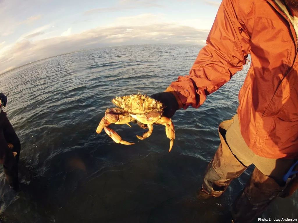 dungeness crab