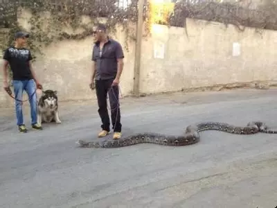 为什么不碰蛇
