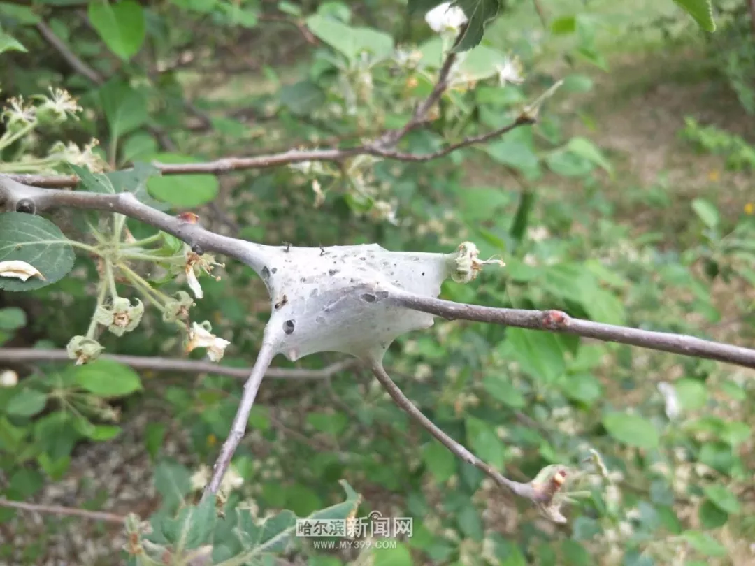 柳树上成团的黑色虫子是天幕毛虫幼虫,在东北地区阔叶树木上很常见