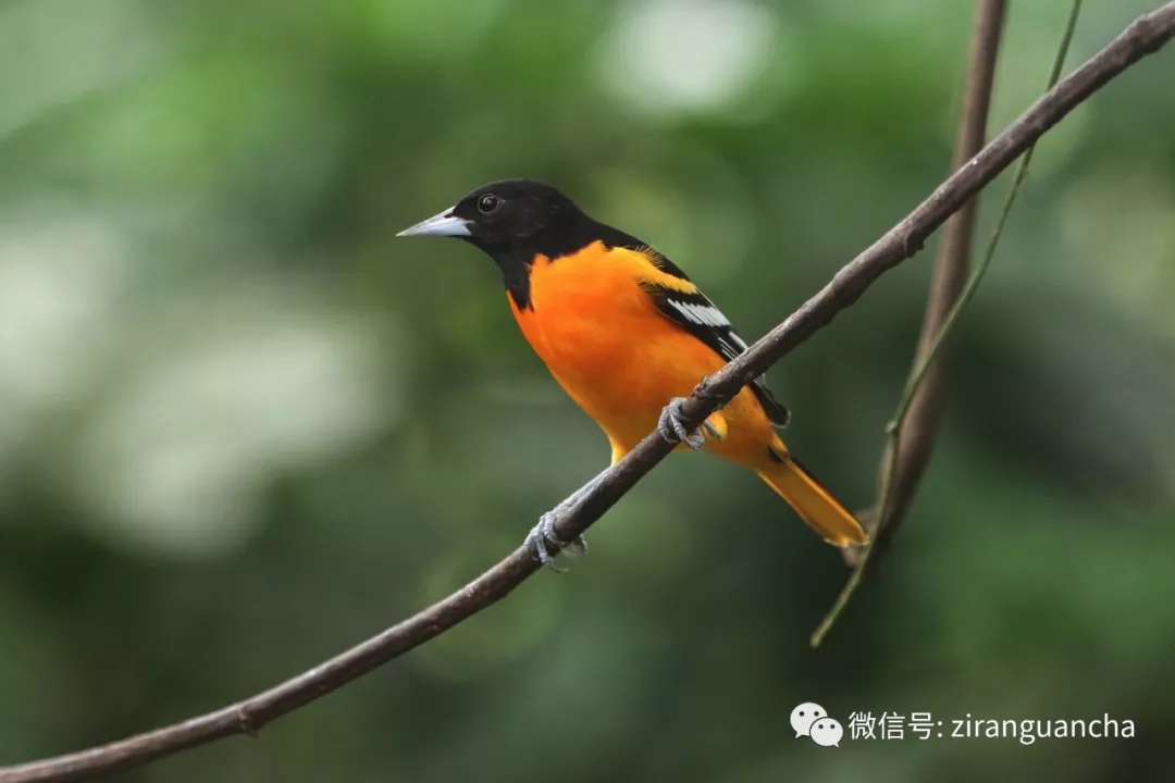 雄鸟翅膀,背部,头部呈黑色,胸部为橙色,雄性也因其胸部艳丽的橙色