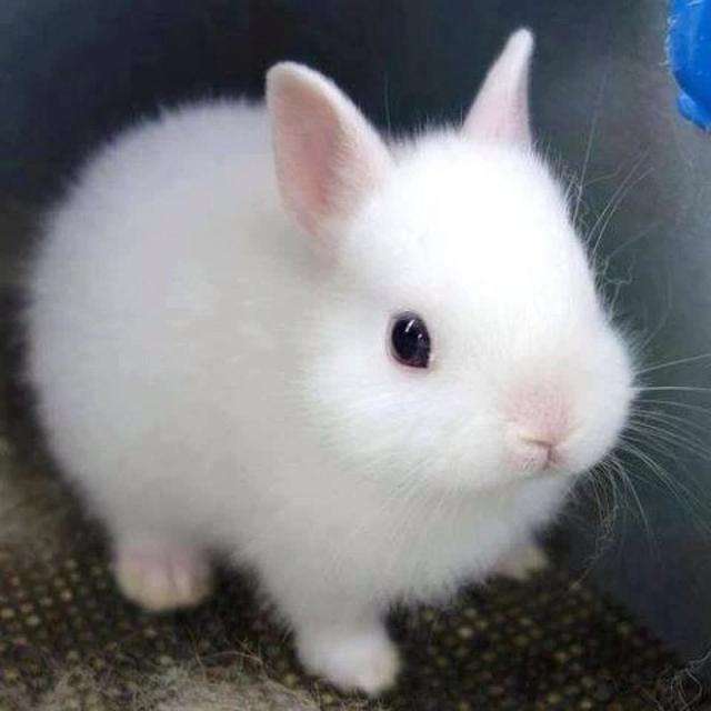 小兔子,真奇怪,长耳朵短尾巴真呀真可爱.小兔子,白又白,《小兔