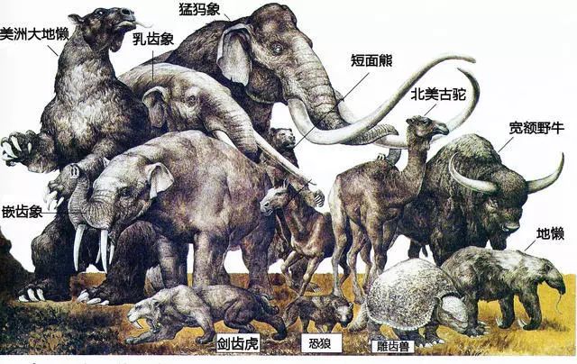 灭绝了73%,原本物种丰富的 南美大型哺乳动物则 灭绝了80%[1].