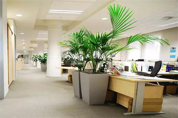 软装设计|办公室绿植的摆放