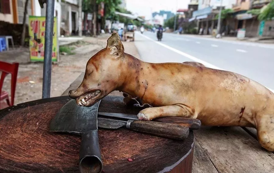 直击:全球最大的狗肉市场,也是狗肉合法国家,每年吃掉