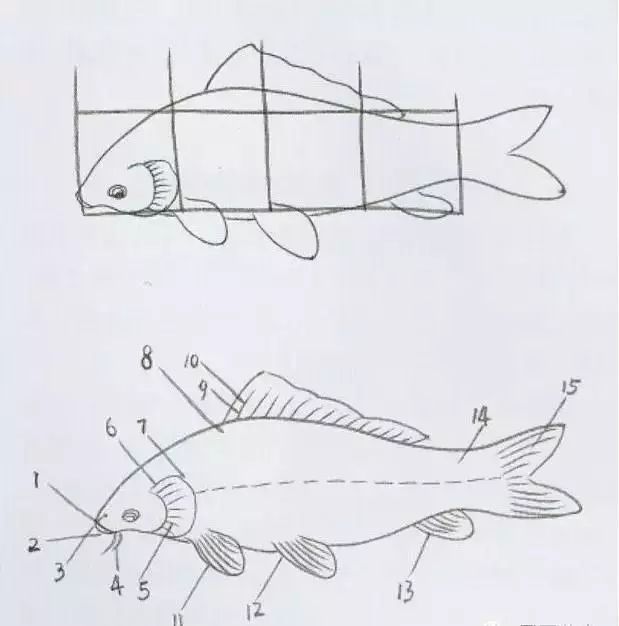 鲤鱼的工笔与写意画法,建议收藏!