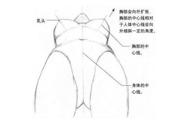 3,正上方绘制 俯视的时候,胸部也会以身体的中心线为中心向外扩张