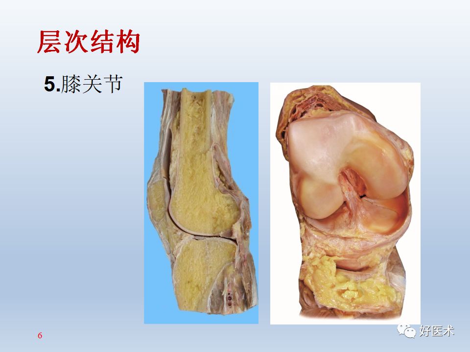 膝关节周围解剖高清图解,值得收藏!