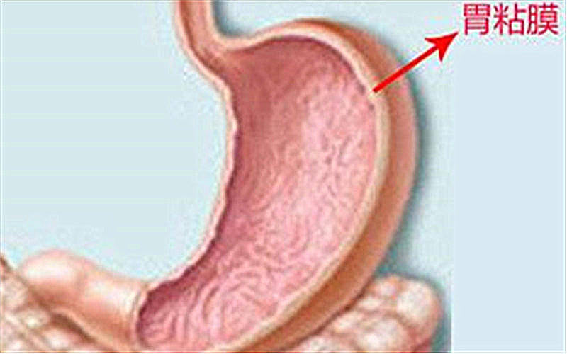 胃黏膜受损是胃部发出的一个