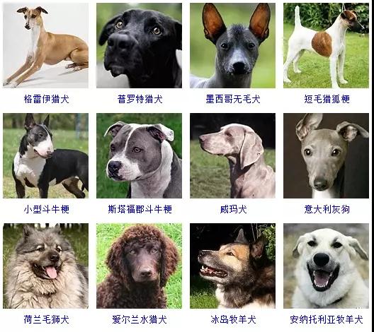 根据美国akc标准,纯种狗狗共178个品种,看看你喜欢哪一种?