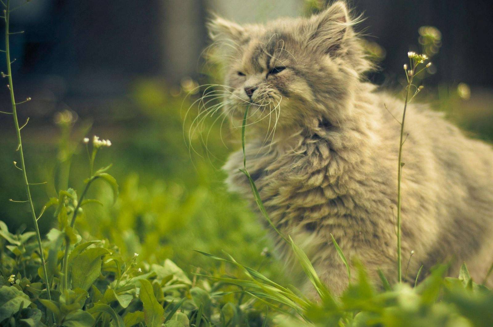 猫:"你以为我想啃盆景?我只不过想吃点草罢了"