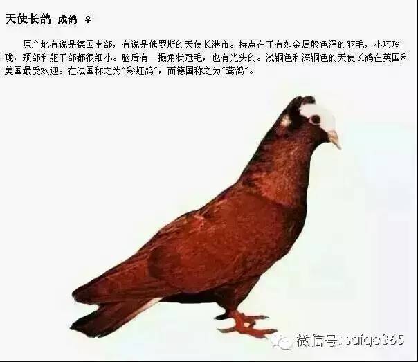 观赏鸽子品种大全图片:【鸽赏图】鸽子品种介绍配文字