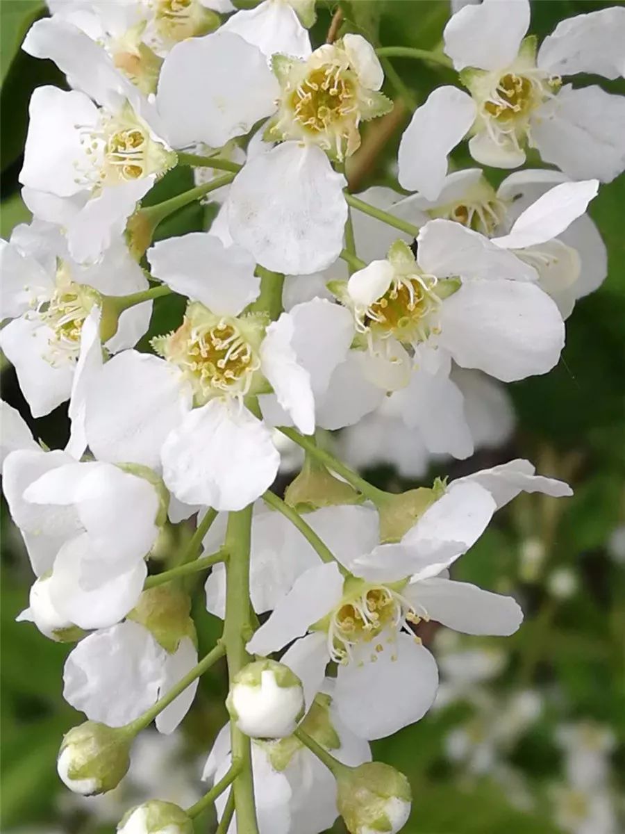 稠李子花开又一年鹤河美图