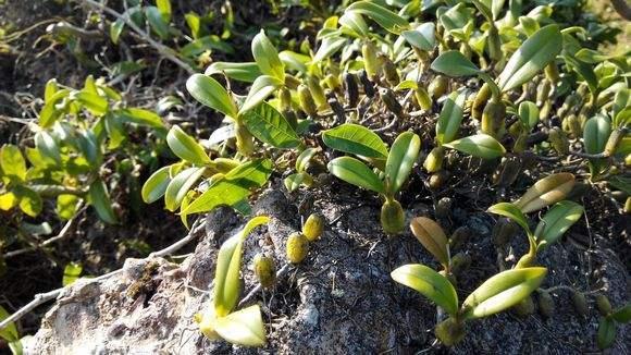 农村这种植物长在峭壁的石头上, 有化痰止咳和润肺生津的功效