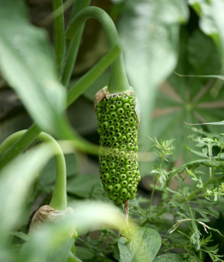 野生的天南星一般4月左右会开花,9月左右开始成熟,果实呈黄红色或者