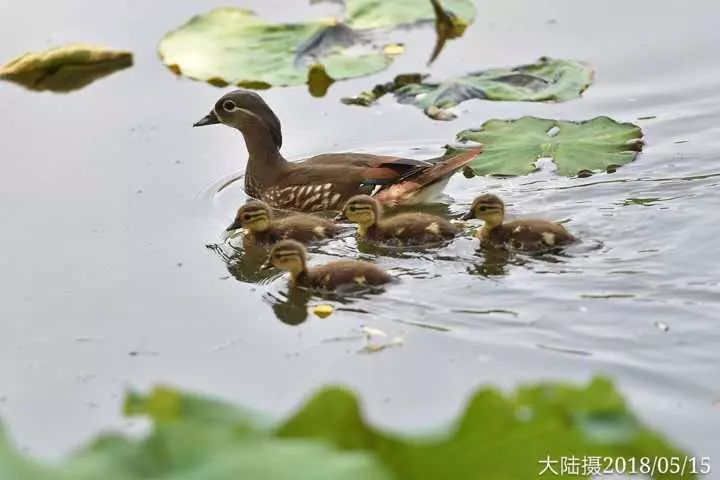 pg4怎么搭鸳鸯_鸳鸯戏水