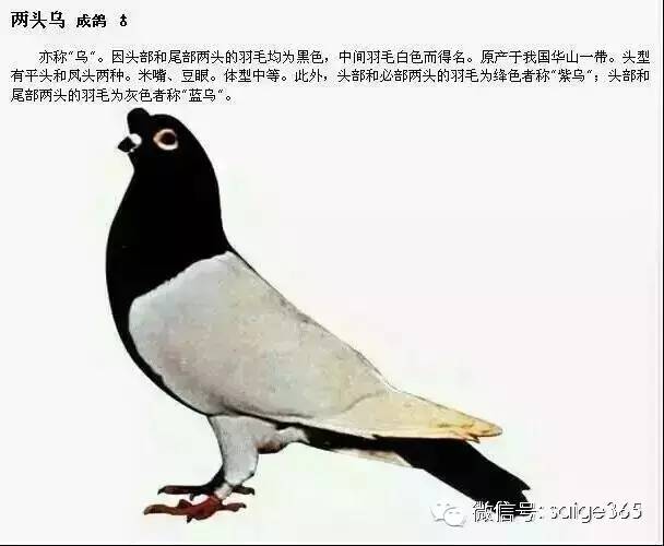 【鸽赏图】鸽子品种介绍配文字说明(绝版收藏)