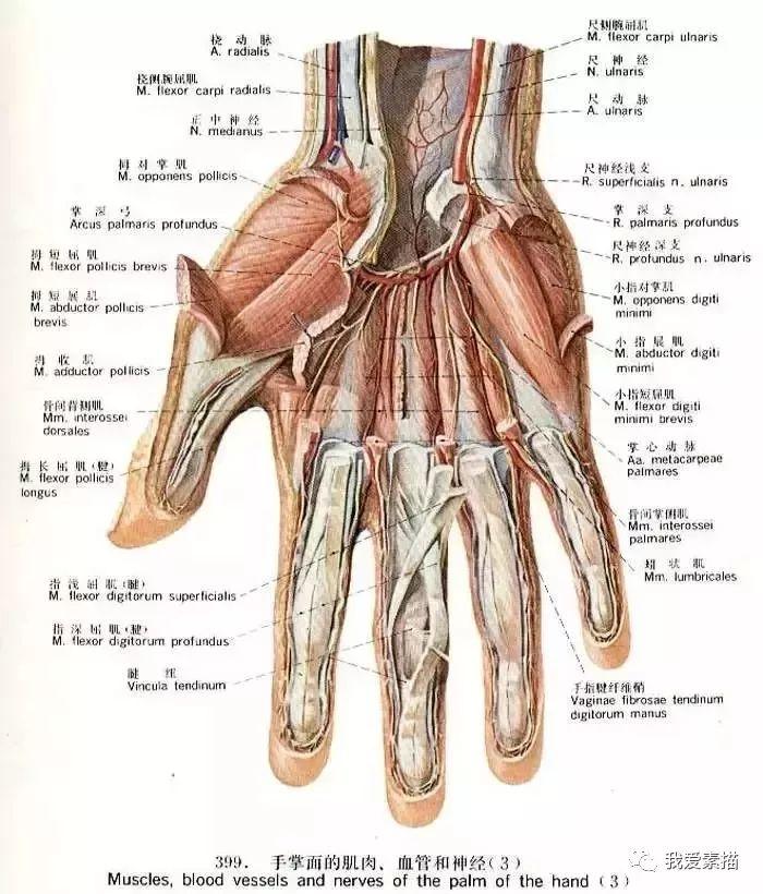手分为腕,掌,指三部分,前侧为掌心,后侧为掌背,拇指侧在外,小指侧在