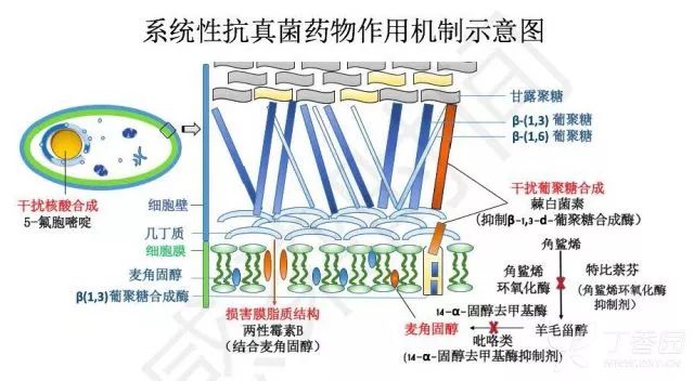 抗真菌药物作用机制小结图药物的抗真菌活性比较抗真菌药物的不良反应