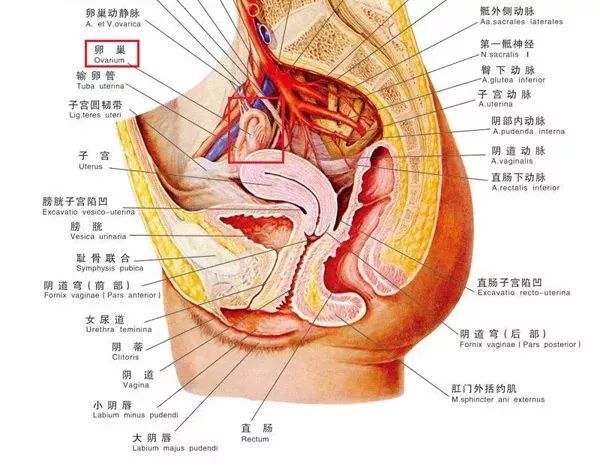 道理也简单,卵巢位于肚脐靠下的双侧髂窝区,就是小腹那里比较深的位置